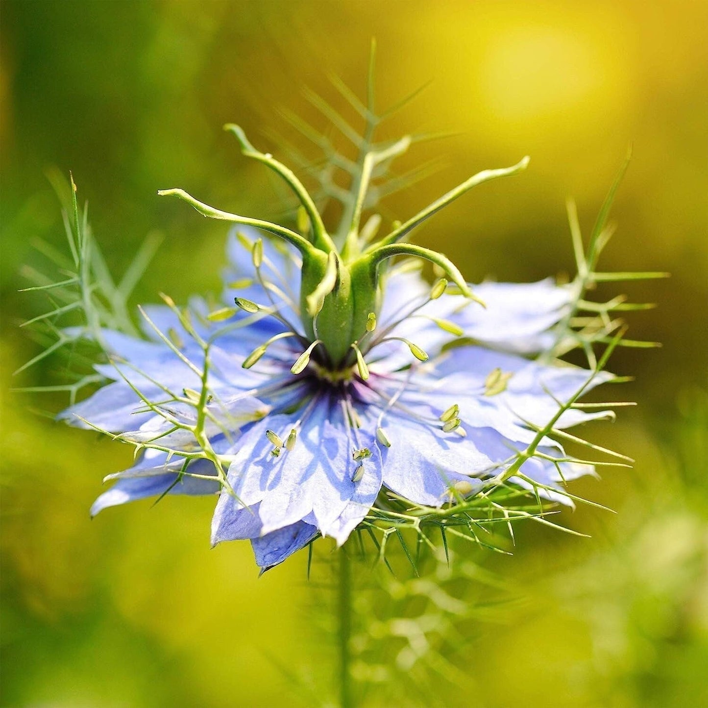 South Mountain Nursery 1000 Nigella Sativa Seeds - Black Cumin Herb, Flavorful Culinary