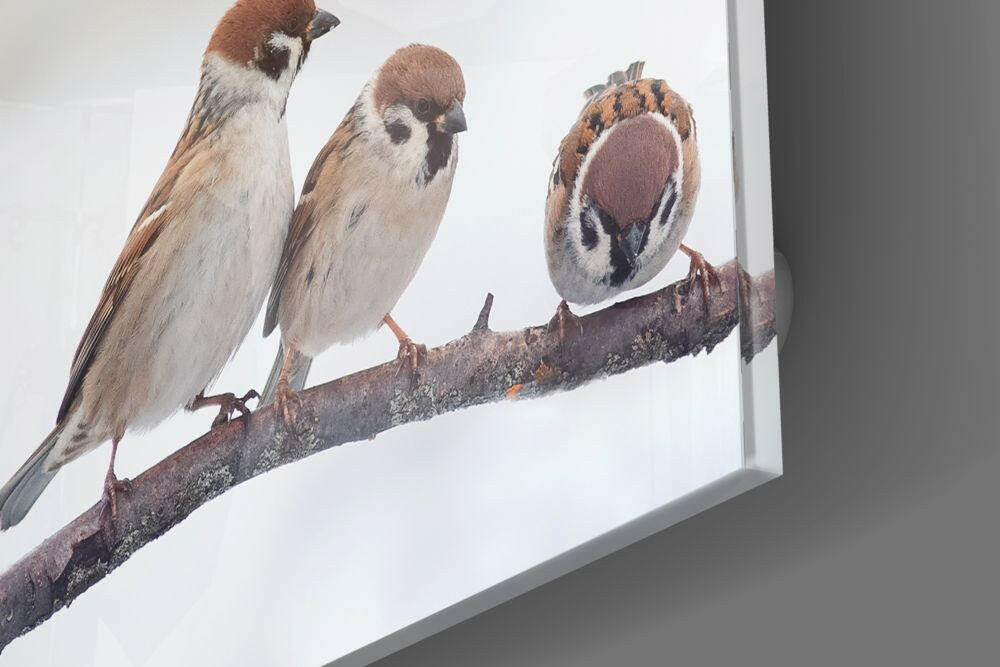 Insigneart USA Insigneart USA Birds Glass Wall Art