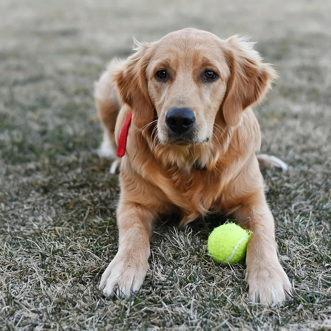 12 packs of small dog tennis balls, pet toys for playing and training