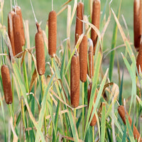South Mountain Nursery Cattail - 50 Seeds - Typha Latifolia Perennial Fast-Growing