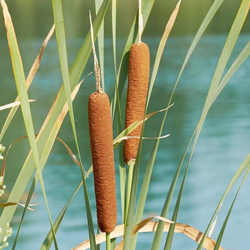 South Mountain Nursery Cattail - 50 Seeds - Typha Latifolia Perennial Fast-Growing