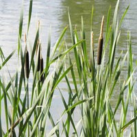 South Mountain Nursery Cattail - 50 Seeds - Typha Latifolia Perennial Fast-Growing