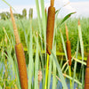 South Mountain Nursery Cattail - 50 Seeds - Typha Latifolia Perennial Fast-Growing