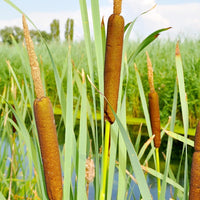 South Mountain Nursery Cattail - 50 Seeds - Typha Latifolia Perennial Fast-Growing