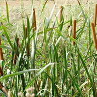 South Mountain Nursery Cattail - 50 Seeds - Typha Latifolia Perennial Fast-Growing