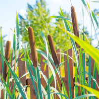 South Mountain Nursery Cattail - 50 Seeds - Typha Latifolia Perennial Fast-Growing