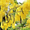 Golden Shower Tree - 10 Seeds - Purging Cassia Fistula Indian Laburnum Pudding-Pipe Tree South Mountain Nursery