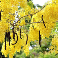 Golden Shower Tree - 10 Seeds - Purging Cassia Fistula Indian Laburnum Pudding-Pipe Tree South Mountain Nursery