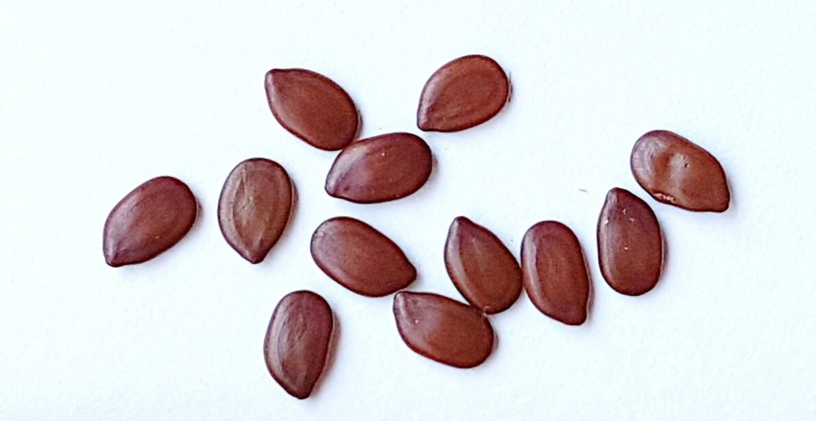 South Mountain Nursery Hawaiian Mimosa Seeds - Tropical Tree, Miracle Tree, Wild Tamarind,