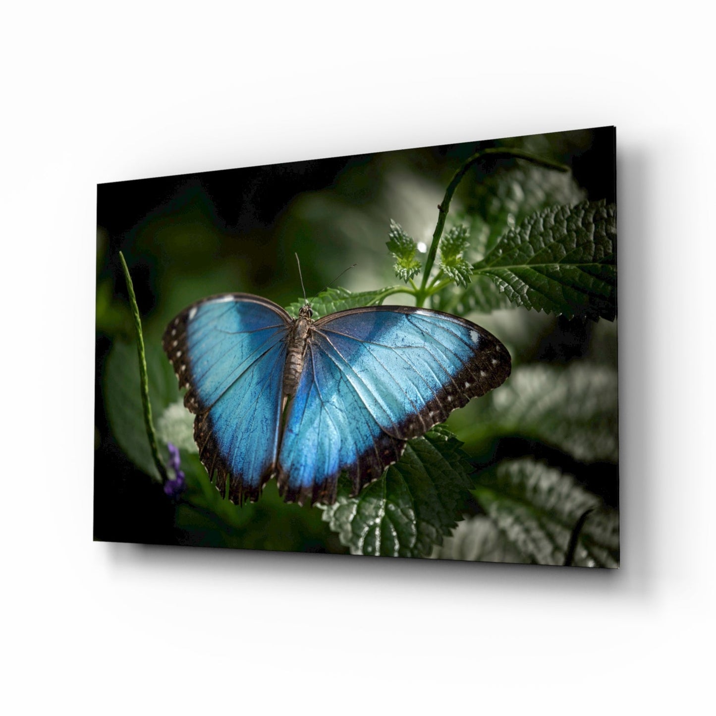 Insigneart USA Insigneart USA Butterfly Glass Wall Art