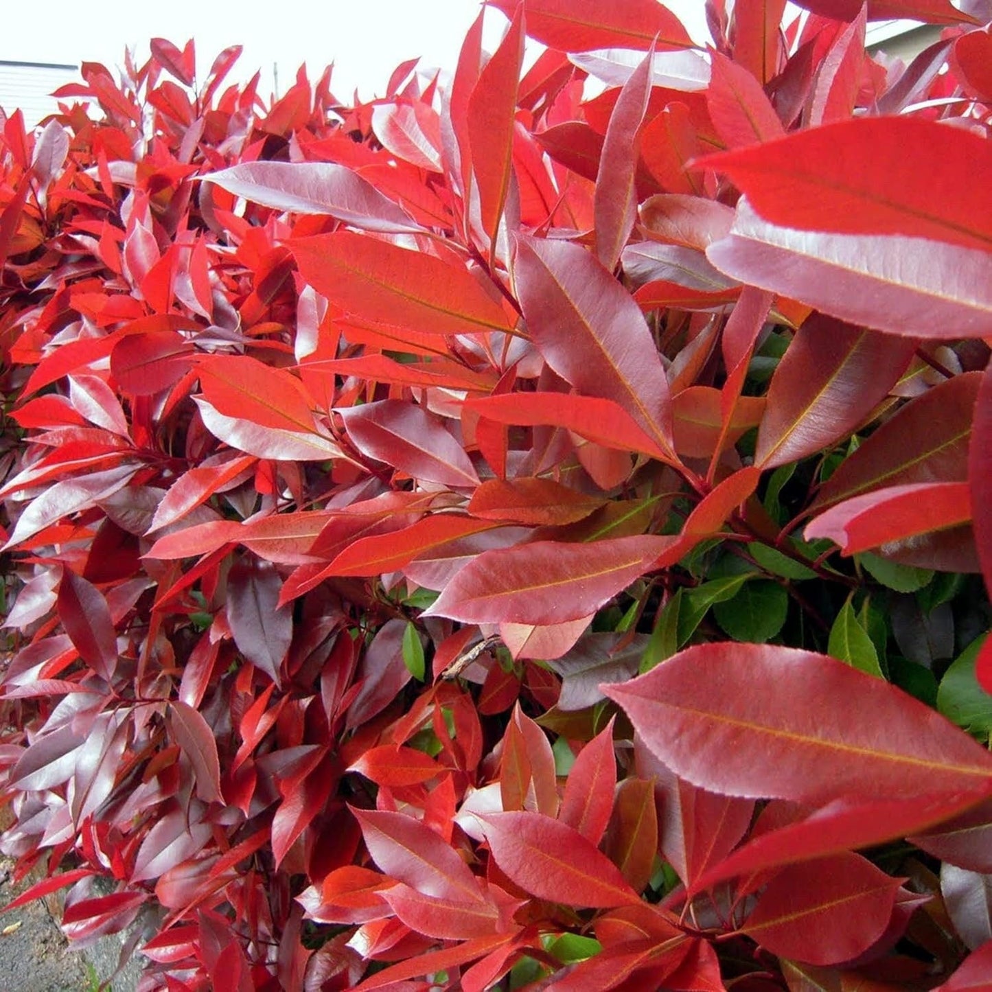 South Mountain Nursery Photinia X Fraseri Red Tip Photinia Evergreen Shrub - 100 Seeds -