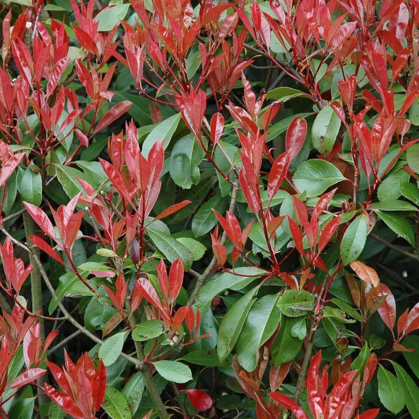 South Mountain Nursery Photinia X Fraseri Red Tip Photinia Evergreen Shrub - 100 Seeds -