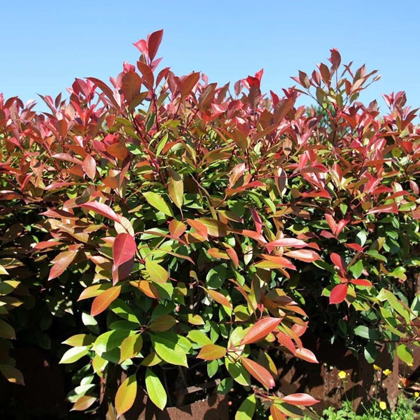 South Mountain Nursery Photinia X Fraseri Red Tip Photinia Evergreen Shrub - 100 Seeds -