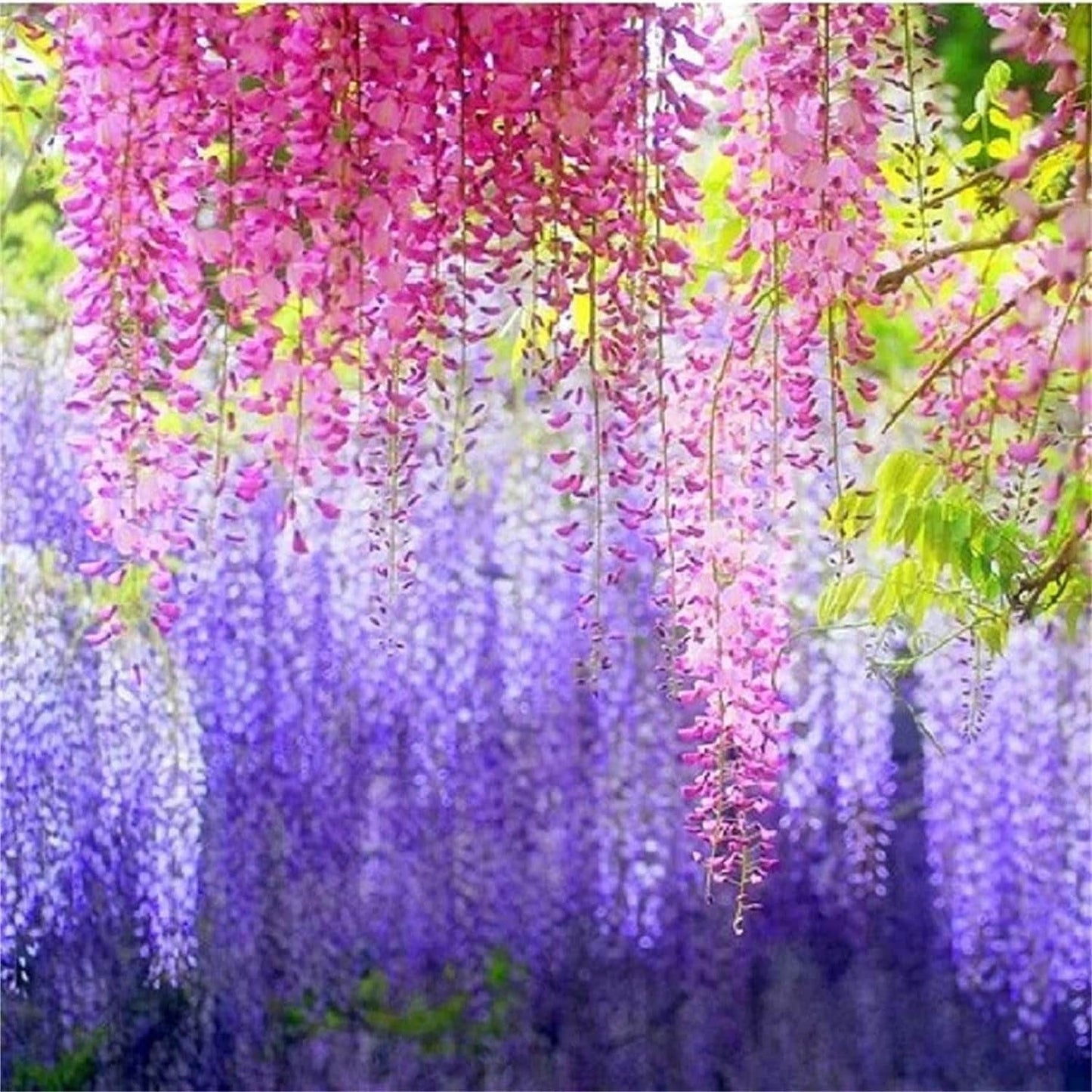 South Mountain Nursery Rare Mixed Color Wisteria Bonsai Tree Seeds - Highly Prized Flowering