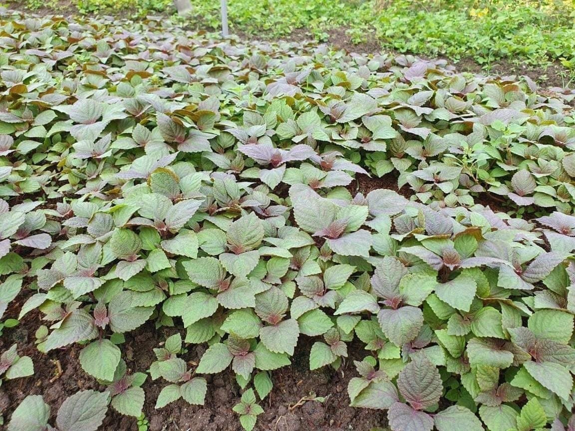 South Mountain Nursery Vietnamese Perilla - 2000 Seeds - La Tia to - Shiso Seeds Perilla