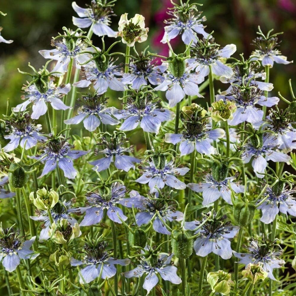 South Mountain Nursery 1000 Nigella Sativa Seeds - Black Cumin Herb, Flavorful Culinary