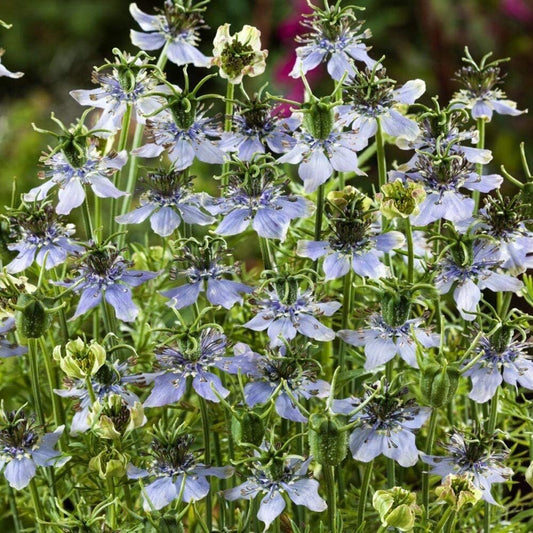 South Mountain Nursery 1000 Nigella Sativa Seeds - Black Cumin Herb, Flavorful Culinary