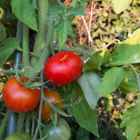 Tomato Garden Soy Candle EasyOptionXY LLC