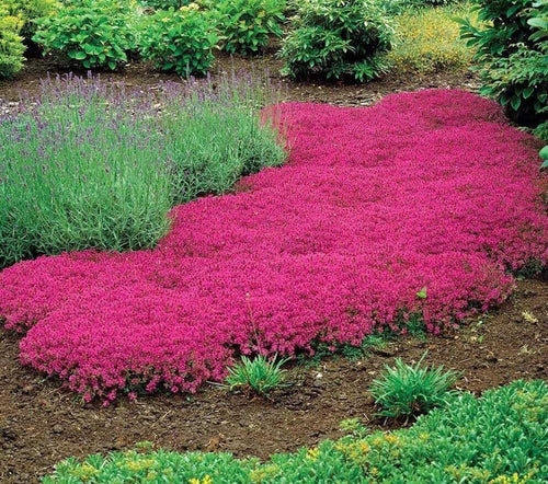 South Mountain Nursery 15000+ Vibrant Red Creeping Thyme Seeds - Hardy Drought-Tolerant