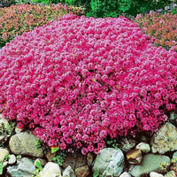 South Mountain Nursery 15000+ Vibrant Red Creeping Thyme Seeds - Hardy Drought-Tolerant