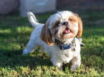 EzBuyCo Custom Dog Portraits – 5 Unique Images Delivered in 24 Hours