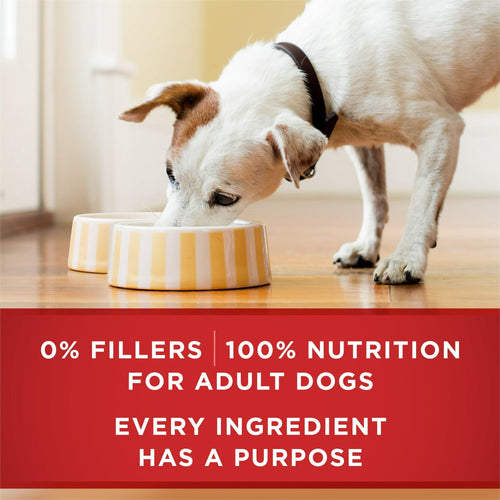 Purina ONE High Protein Natural Beef & Brown Rice Ground Wet Dog Food 13 oz Can EasyOptionXY LLC