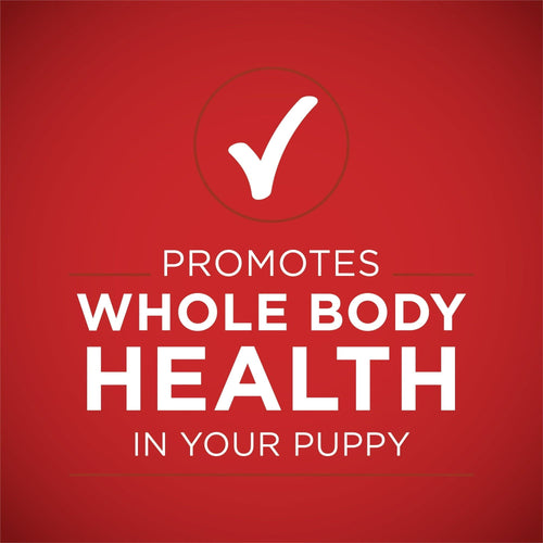 Purina ONE +Plus Lamb & Long Grain Rice Wet Puppy Dog Food 13 oz Can