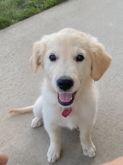 EzBuyCo Custom Dog Portraits – 5 Unique Images Delivered in 24 Hours