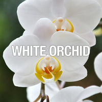 Curve Crush Body Spray for Women, 8 Oz EasyOptionXY LLC