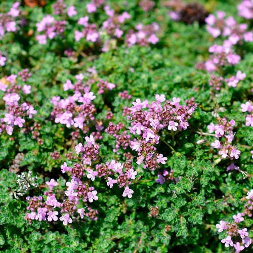 5000 Creeping Thyme Seeds - Easy-Care, Fragrant Ground Cover Thymus Serphyllum South Mountain Nursery