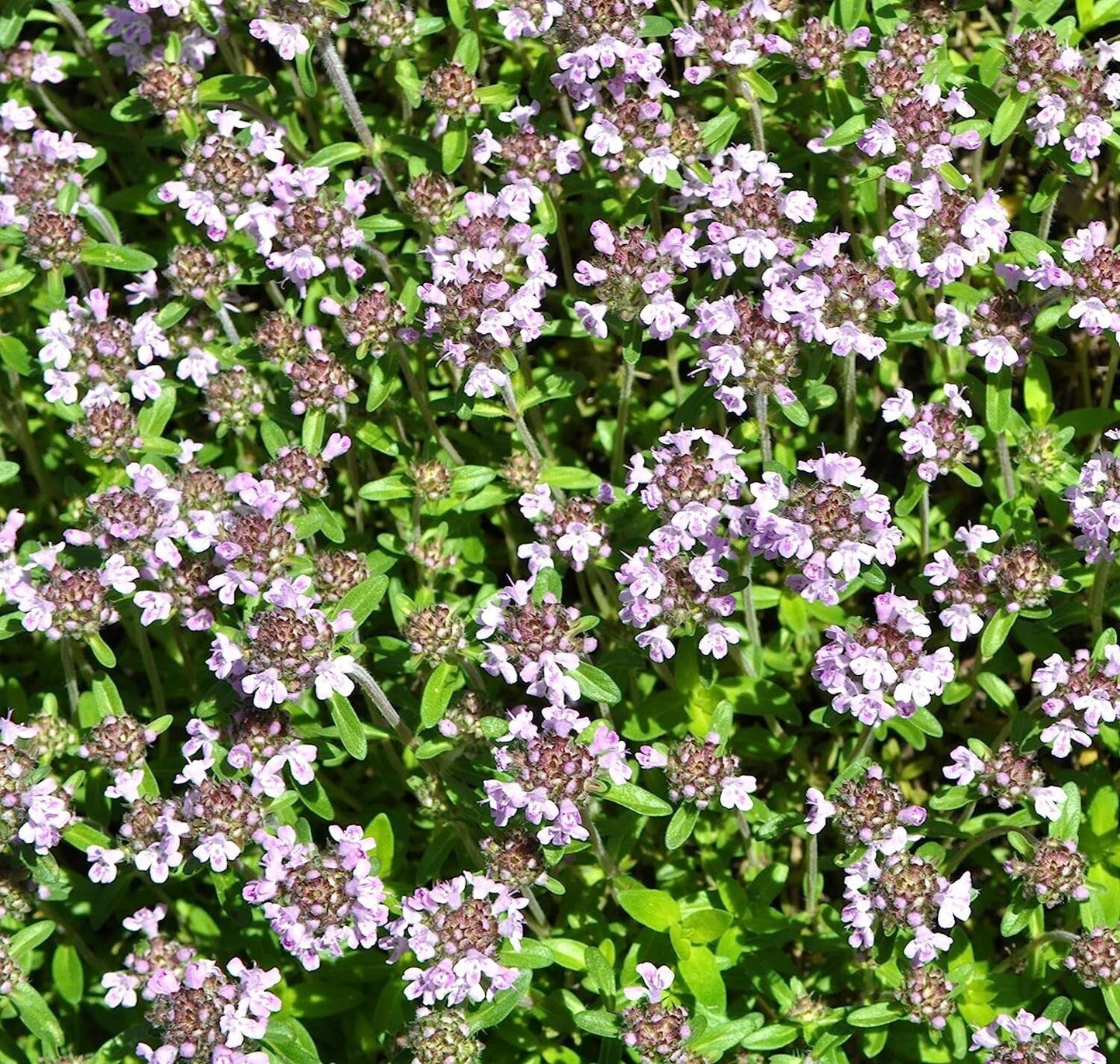 5000 Creeping Thyme Seeds - Easy-Care, Fragrant Ground Cover Thymus Serphyllum