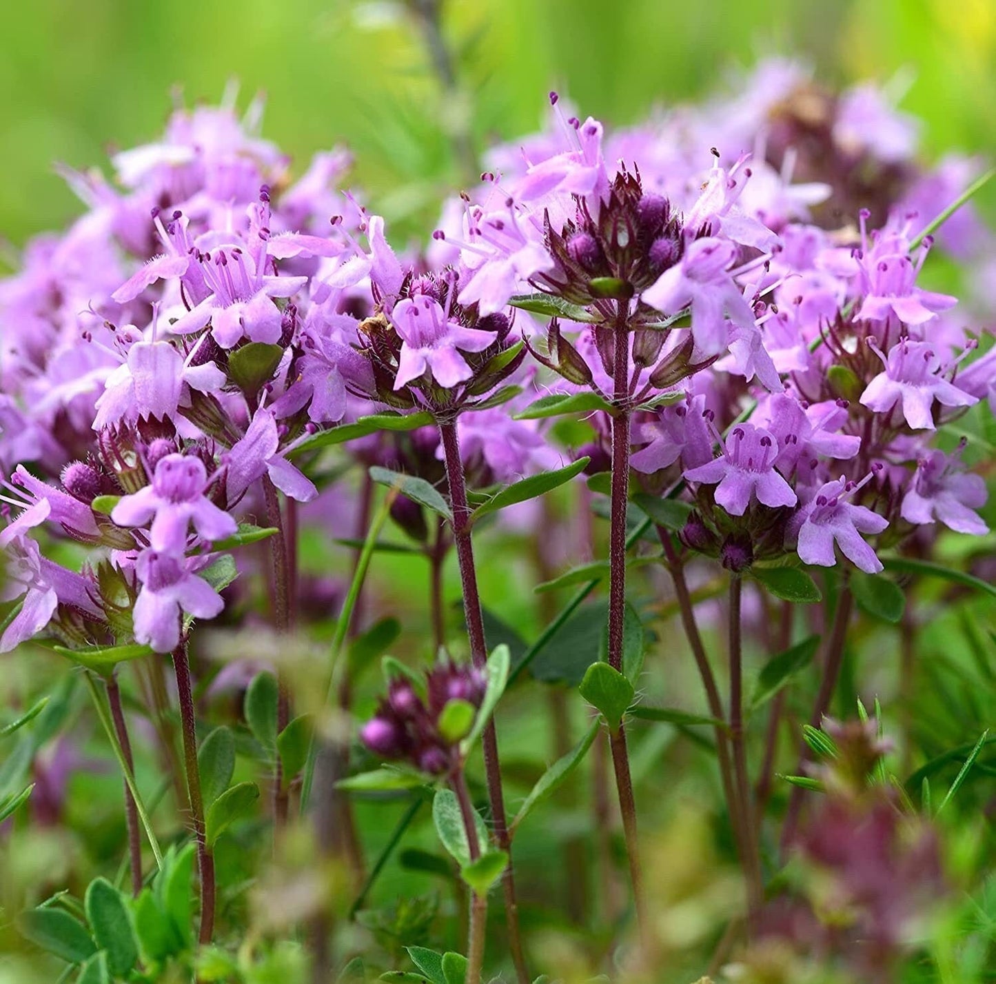 5000 Creeping Thyme Seeds - Easy-Care, Fragrant Ground Cover Thymus Serphyllum