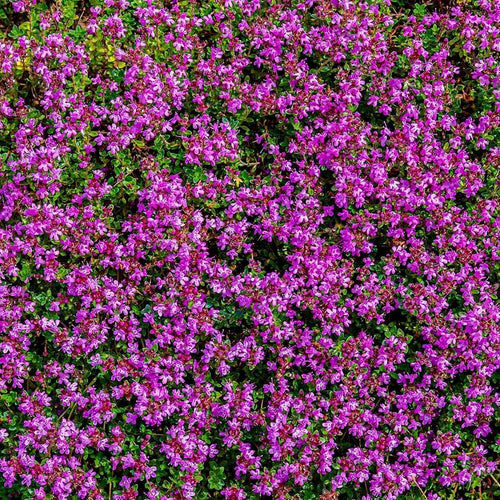 South Mountain Nursery 5000 Multicolor Creeping Thyme Seeds - Vibrant, Easy-to-Grow Ground