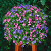 South Mountain Nursery 5000 Multicolor Creeping Thyme Seeds - Vibrant, Easy-to-Grow Ground
