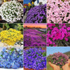 South Mountain Nursery 5000 Multicolor Creeping Thyme Seeds - Vibrant, Easy-to-Grow Ground
