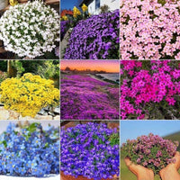 South Mountain Nursery 5000 Multicolor Creeping Thyme Seeds - Vibrant, Easy-to-Grow Ground