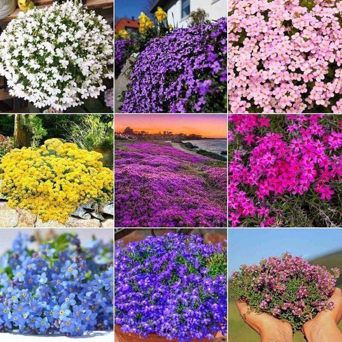 South Mountain Nursery 5000 Multicolor Creeping Thyme Seeds - Vibrant, Easy-to-Grow Ground
