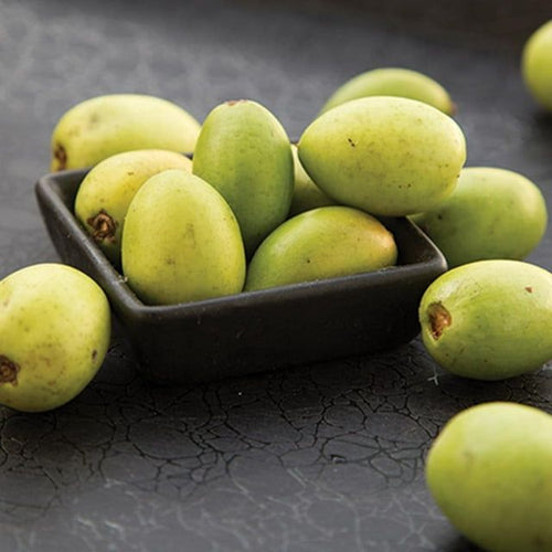 OGX Renewing Argan Oil of Morocco Shampoo, 13 Oz EasyOptionXY LLC