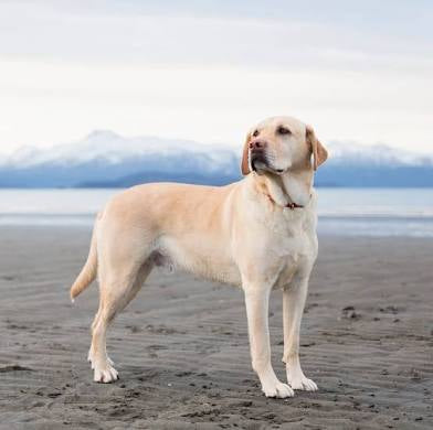 EzBuyCo Custom Dog Portraits – 5 Unique Images Delivered in 24 Hours