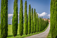 Italian Cypress Seeds - Exotic Evergreen Tree Great for Landscaping and Hedge Rows South Mountain Nursery