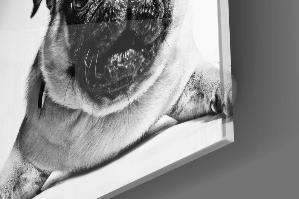 Insigneart USA Insigneart USA Pug Glass Wall Art