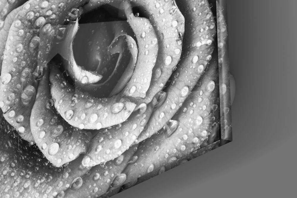 Insigneart USA Insigneart USA Rose Glass Wall Art