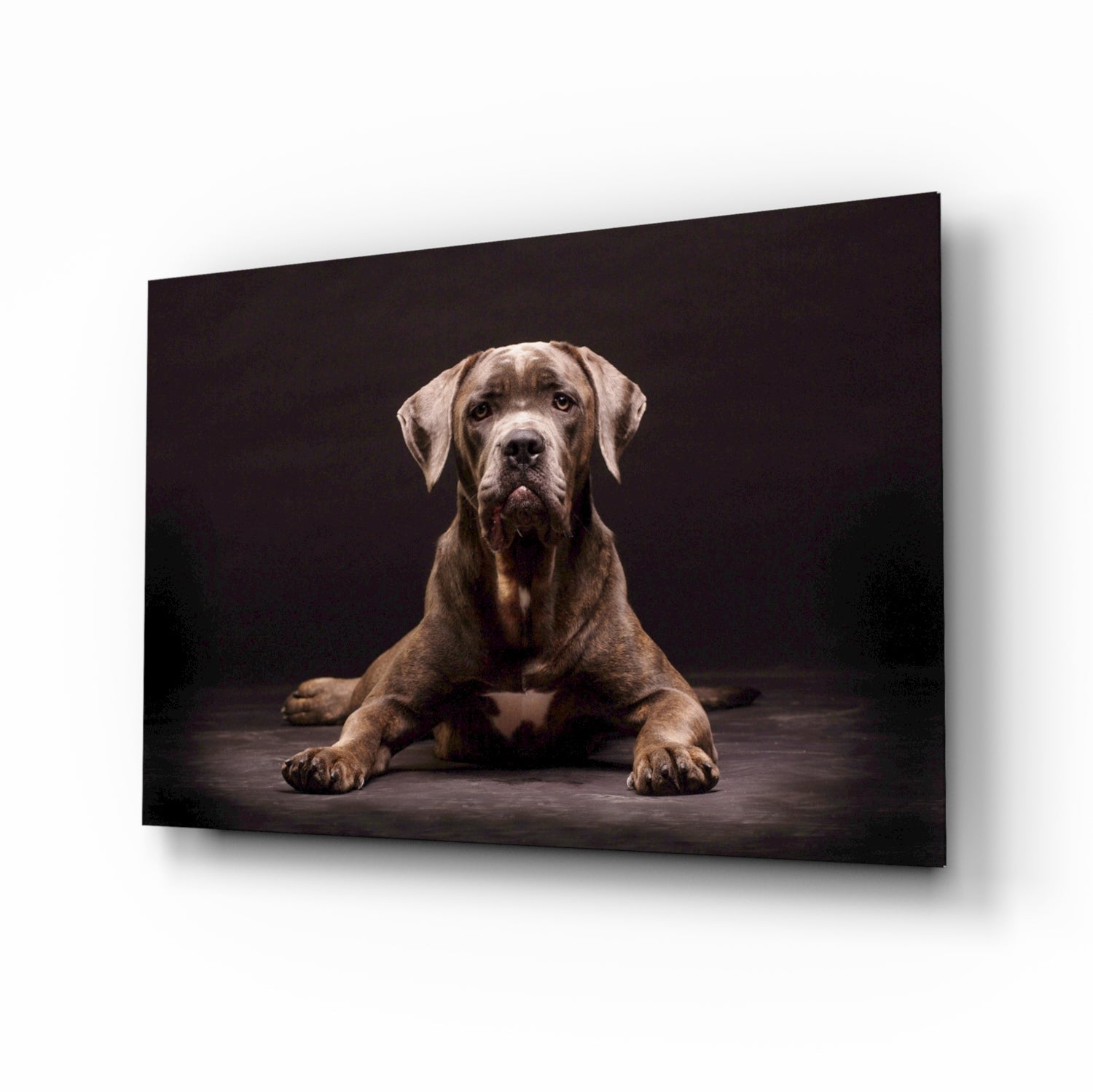 Insigneart USA Insigneart USA Dog Glass Wall Art
