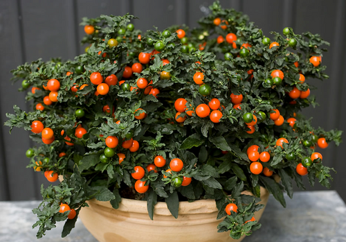 South Mountain Nursery Jerusalem Cherry Christmas Plant Perennial - 15 Seeds