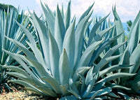 Agave Americana - 15 Seeds - Century Succulent Seeds Cactus Perennial Plant Garden South Mountain Nursery