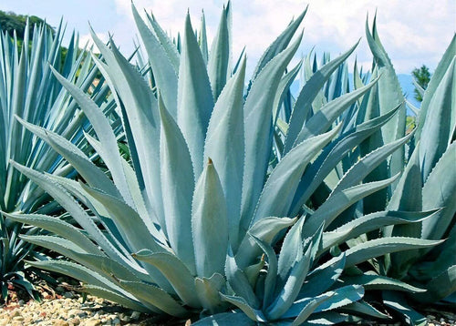 Agave Americana - 15 Seeds - Century Succulent Seeds Cactus Perennial Plant Garden South Mountain Nursery