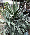 Agave Americana - 15 Seeds - Century Succulent Seeds Cactus Perennial Plant Garden South Mountain Nursery