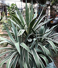 Agave Americana - 15 Seeds - Century Succulent Seeds Cactus Perennial Plant Garden South Mountain Nursery