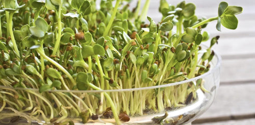 Alfalfa Seeds – Organic Sprouting Seeds – Non-Gmo Premium Alfalfa Seeds – Rich in Vitamins, Minerals, Fiber South Mountain Nursery