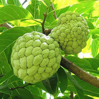 Annona Squamosa Tropical Fruit Tree - 50 Seeds - Sugar Apple, Sweetsop South Mountain Nursery
